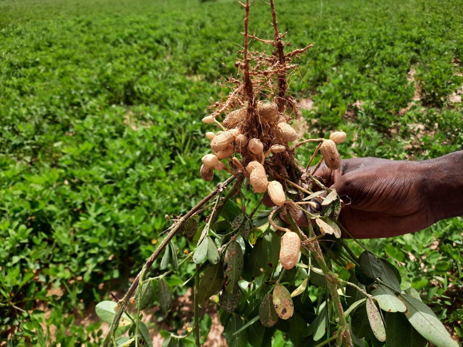 Hand holding a freshly pulled peanut plant with pods and roots in a green field.
